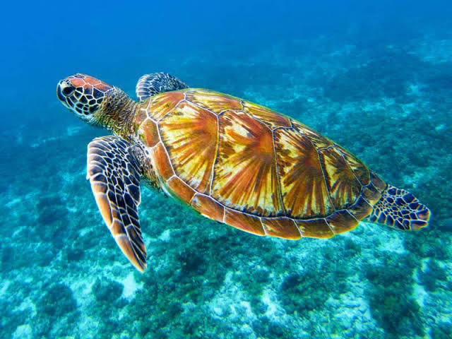 Tartarugas marinhas